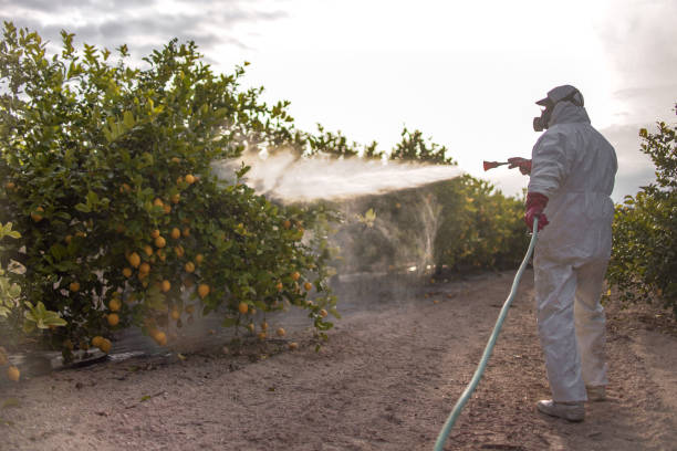 Best Flea Control Services  in Laguna Vista, TX