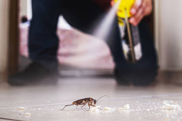 Best Termite Control Services  in Laguna Vista, TX