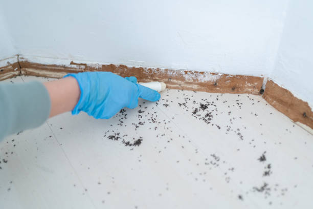 Best Rodent Control Near Me  in Laguna Vista, TX