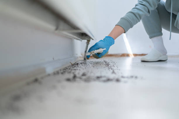 Flea Control Services in Laguna Vista, TX