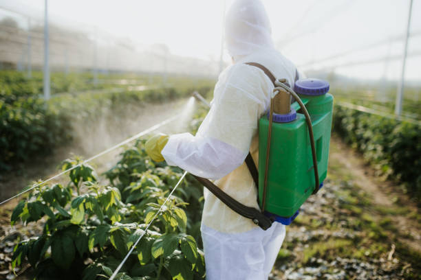 Best Ant Control Services  in Laguna Vista, TX